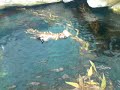 As lontras do Oceanário de Lisboa brincando, filmado em 12/08/2009 as 18:35 