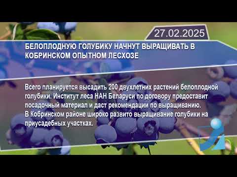 Новостная лента Телеканала Интекс 27.02.25.