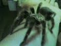 tarantula....