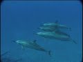 At Play in the World of Wild Dolphins At Play in the World of Wild Dolphins