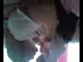 baby,kisses,