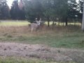 catcha deer