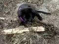 Intro to Puppers