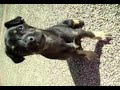 Baldufa, una perrita con carácter Baldufa, una perrita con carácter