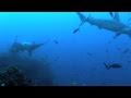 Sharks under threat in Costa Rica
