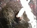 Monstor