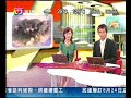 lion attack by buffalo