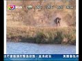 lion attack by buffalo