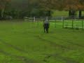 my horse trotting into her field my horse trotting into her field
