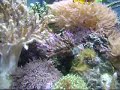 Meu aqua de 300L com vários tipos de corais e peixes marinhos. 