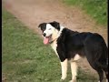 Border Collie Rescue - Puppy Walk