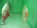 Casal de White Diamond x Red White protegendo uma pequena ninhada colada no vidro. 