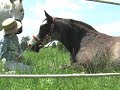 Boyfriend in the Pasture Boyfriend in the Pasture
