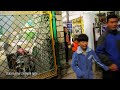 Walking The Main Street Of Mcleodganj, Dharamshala - Frank and Jen Travel India, Episode 4