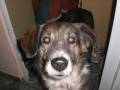 videos de Animais.wmv