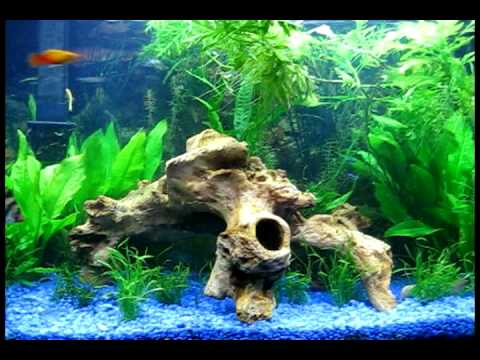 how to fertilize sword ferns