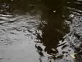 Arapaima - filmed by Tien Shiah