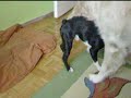 Mores i Drago (boston terrier i golden retriever)