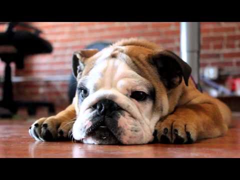 Boxerpuppies Youtube on Een Engelse Bulldog Van 3 Maanden Is Boos En Maakt Kwade Geluiden Hij