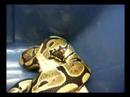 destert storm huge rat part 1