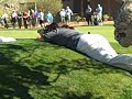Tiger on the practice green