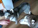 Huskies Skipi and Sky watching the ball Huskies Skipi and Sky watching the ball