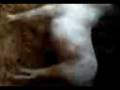 videos de quevetu réveil.3gp