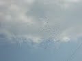 Storks over Burgas