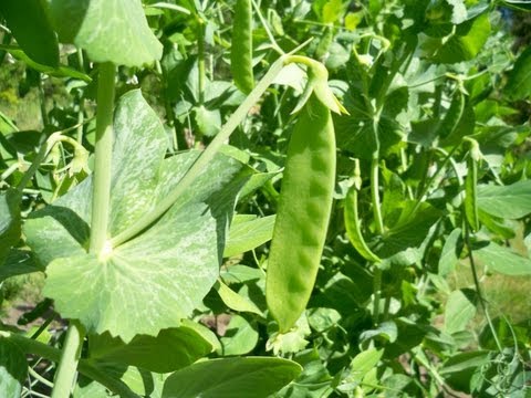 how to harvest snow peas