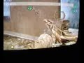 Gamebattles Callof Duty 4 ModernWarFare