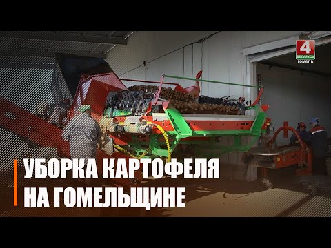 На Гомельщине для заготовки картофеля отведено более 3 000 гектаров видео