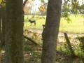 videos de Mr. Jet with Barthola-Mule