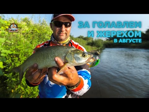 как клюет голавль видео как клюет голавль видео