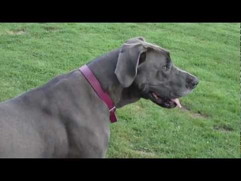 caucasian dog vs cas