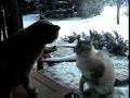 Cats vs Glass: Catfight!! MEOW MEOW subtitled!