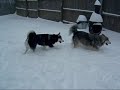 Siberian Husky Snow Play Part 2
