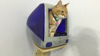 Build an iMac G3 cat house
