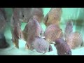 Guarda video