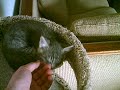 New kitten New kitten