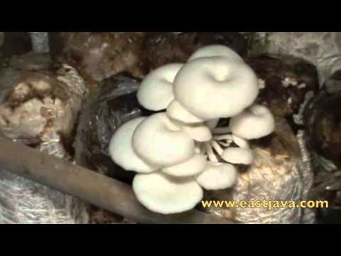 how to harvest oyster mushroom spores