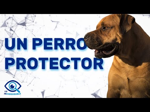 bullmastiff