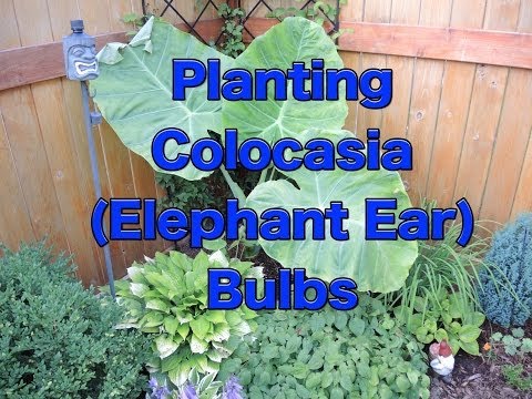 how to care for colocasia esculenta