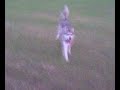 siberian husky and inuit husky