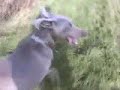 Ben The Weimaraner Ben The Weimaraner