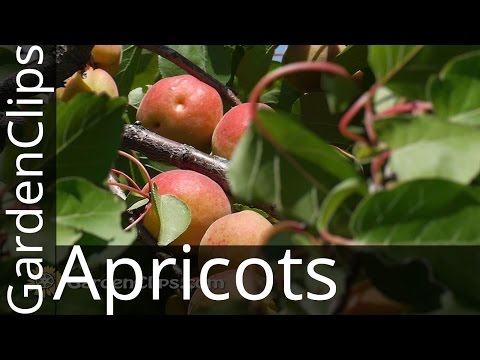 how to grow apricots