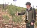 Forests After Fire - Cottonwood Fire restoration project