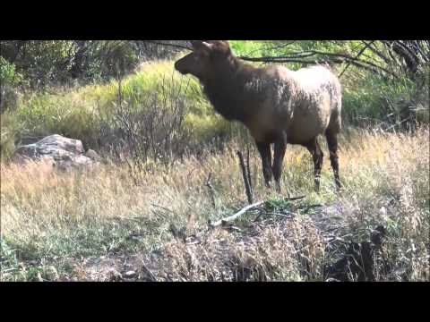 Bull Elk Bugling and Mule Deer at Rocky Mountain National Park Colorado USA