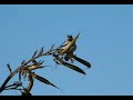 Hummingbird Compilation #2 - July 2007