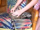 traire un chat