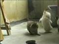 videos de Ninja Cats